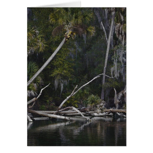 Cartão Flórida tropical (Frente)