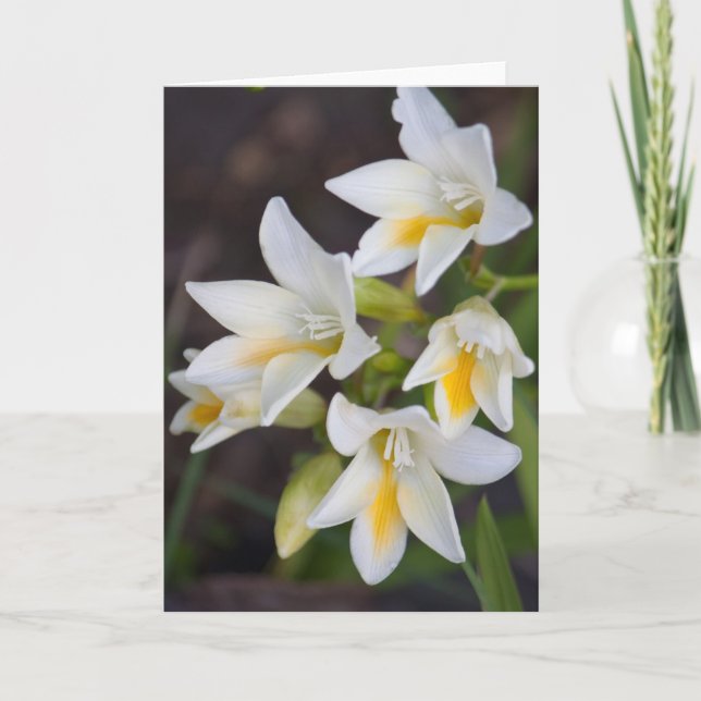 Cartão Flower #1668 (Frente)