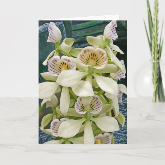 Cartão Flower #2817 (Frente)