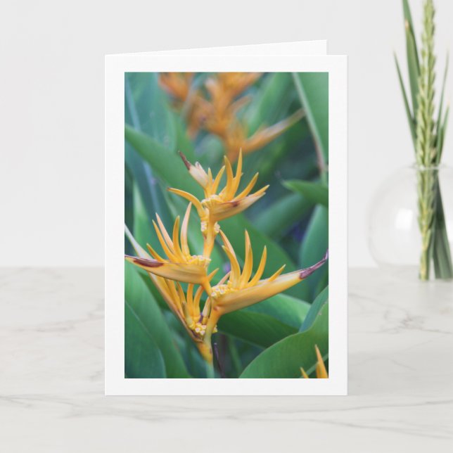 Cartão Flower (Bird of Paradise) Blank Card (Frente)