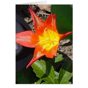 Cartão Flower power