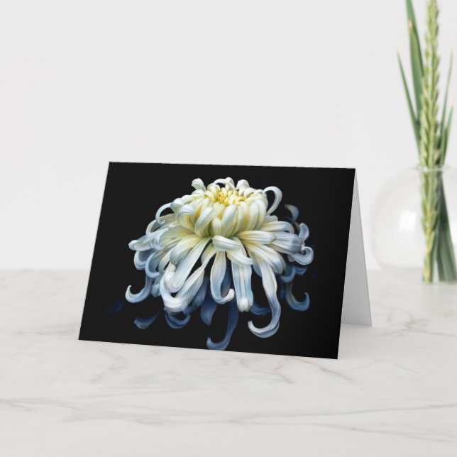 Cartão Flowers | White Chrysanthemum (Frente)
