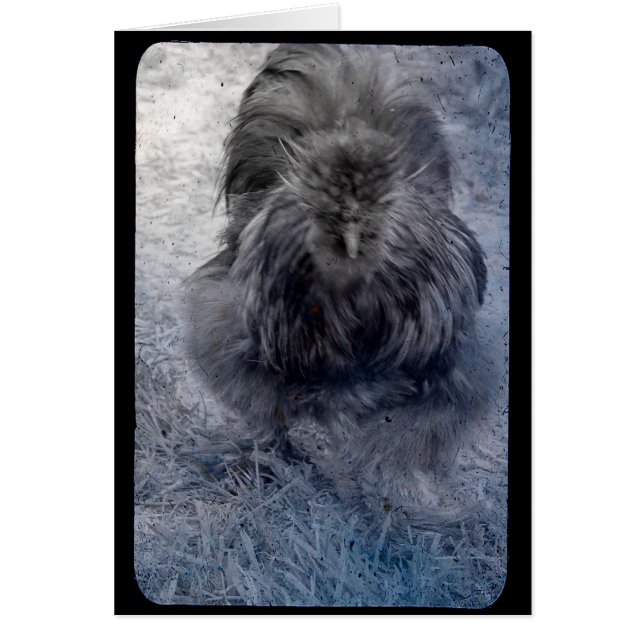 Cartão Fluffy Silkie Rooster 2 (Frente)