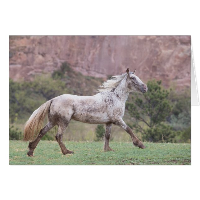 Cartão Flurry's Run - Galloping to Freedom Greting Card (Frente Horizontal)