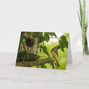 Cartão Flycatcher Deitada com excelente