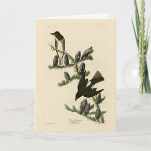 Cartão Flycatcher do lado da oliveira, Aves da América de
