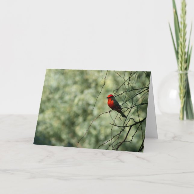Cartão Flycatcher Greeting Card (Frente)