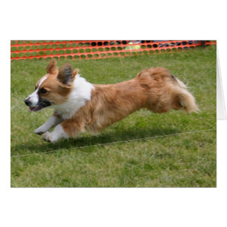 Cartão Flying Cardigan Welsh Corgi