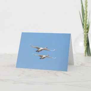 Cartão Flying Swans Nature Foto