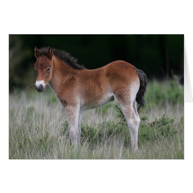 Cartão Foal Permanente (Frente Horizontal)