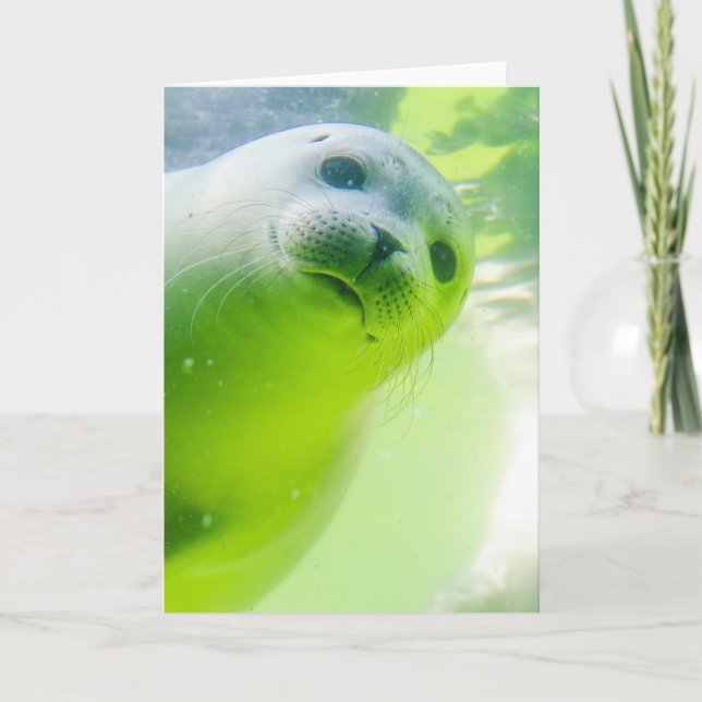 Cartão Foca Amigável e Fofa Submersa (Frente)