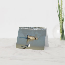 Cartão Foca-comum em La Jolla Califórnia