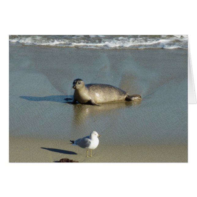 Cartão Foca-comum em La Jolla Califórnia (Frente Horizontal)