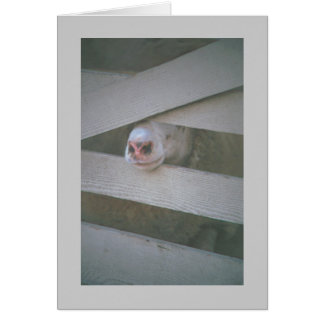 Cartão foca de ovelha através da cerca