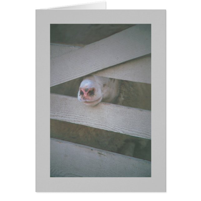 Cartão foca de ovelha através da cerca (Frente)