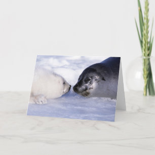 Cartão Foca Harpa Mãe com Filhote