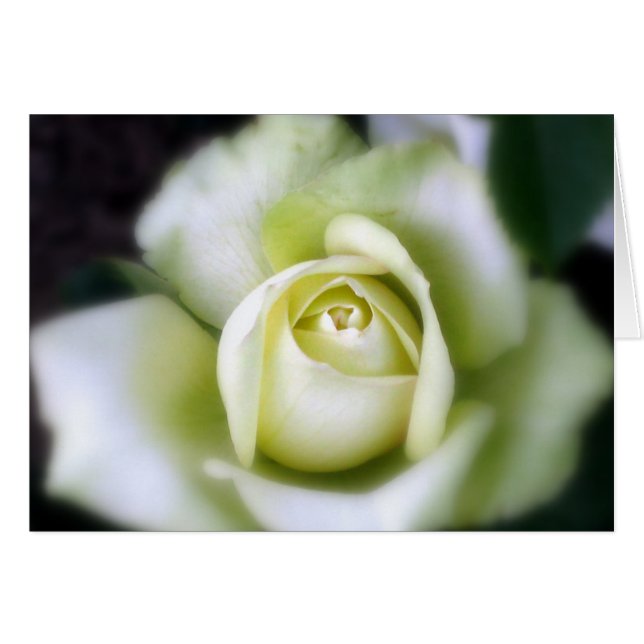 Cartão Foco Suave Rosa Branco (Frente Horizontal)