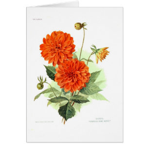 Cartão Fogo alaranjado King da dália '