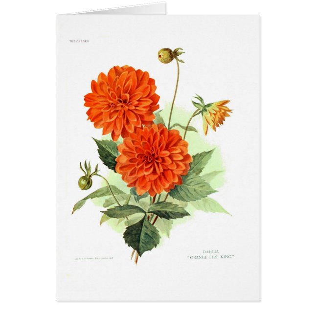 Cartão Fogo alaranjado King da dália ' (Frente)