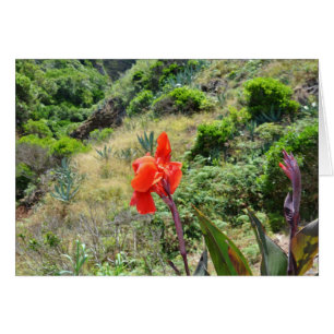 Cartão Fogo índio (Canna indica purpurea)