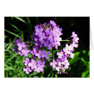 Cartão Foguete da Dame