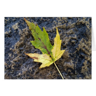 Cartão Folha de Maple, envelopes brancos incluídos