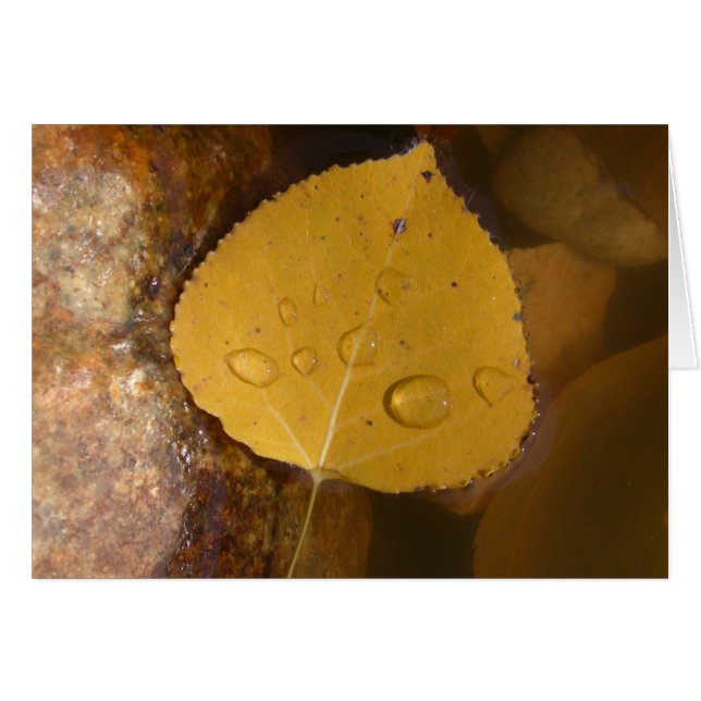 Cartão Folha do Cottonwood na lagoa (Frente Horizontal)