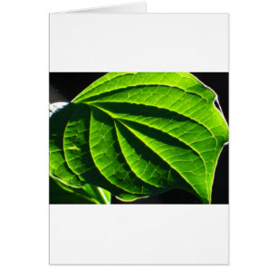 Cartão Folha verde legal