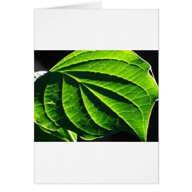 Cartão Folha verde legal (Frente)