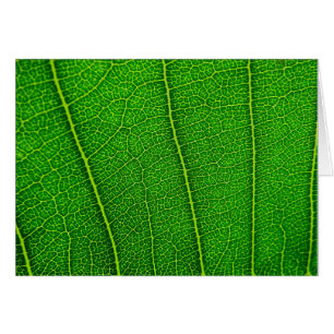 Cartão folhas