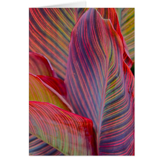 Cartão Folhas (Frente)