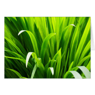 Cartão Folhas com iluminação traseira no jardim