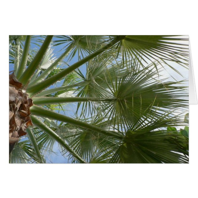 Cartão Folhas de Árvore Palm (Frente Horizontal)