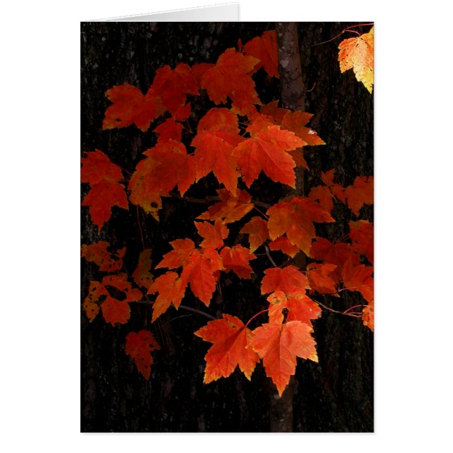 Cartão Folhas de bordo de William O'Brien (Frente)