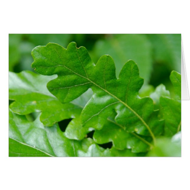 Cartão Folhas de carvalho em Primavera (Frente Horizontal)