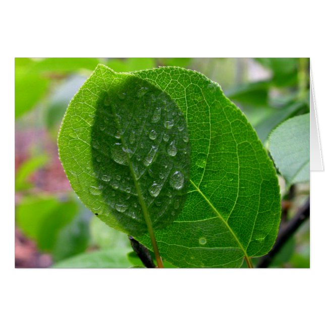 Cartão Folhas de chocherry em primavera (Frente Horizontal)