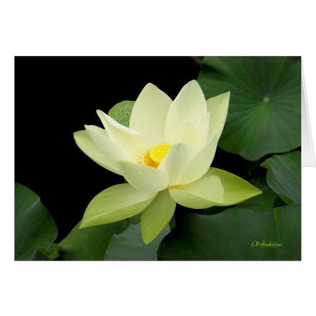 Cartão Folhas de lírio de água flutuante amarelas claras (Frente Horizontal)