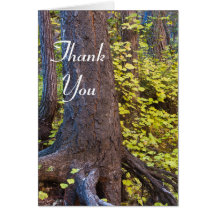 Folhas de ouro na trilha do garfo oeste. Obrigado