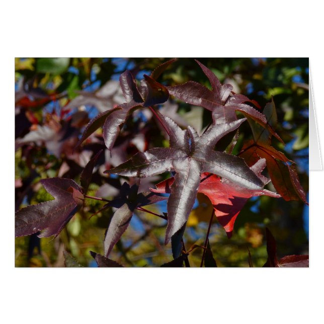 Cartão Folhas de Sweetgum no Outono (Frente horizontal)
