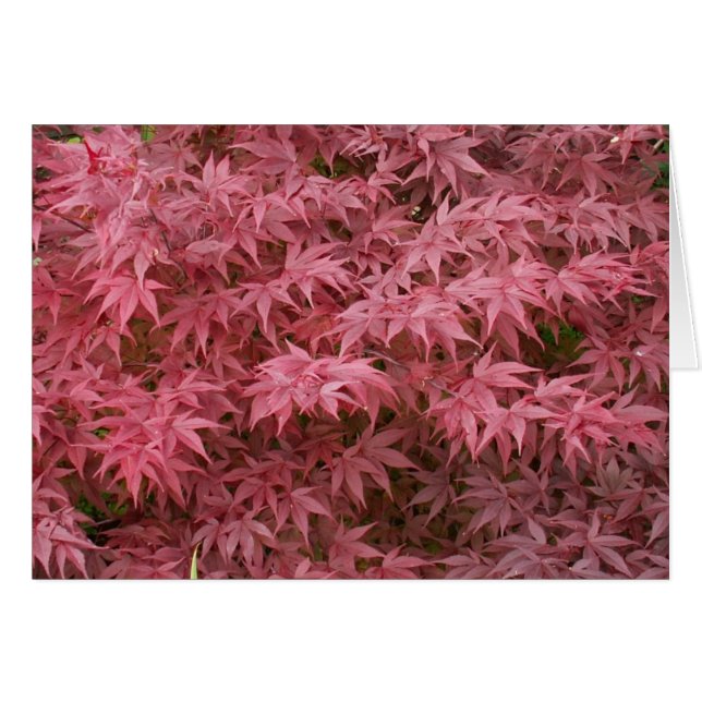 Cartão folhas do palmatum de Acer (Frente Horizontal)