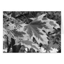 Folhas em preto e branco