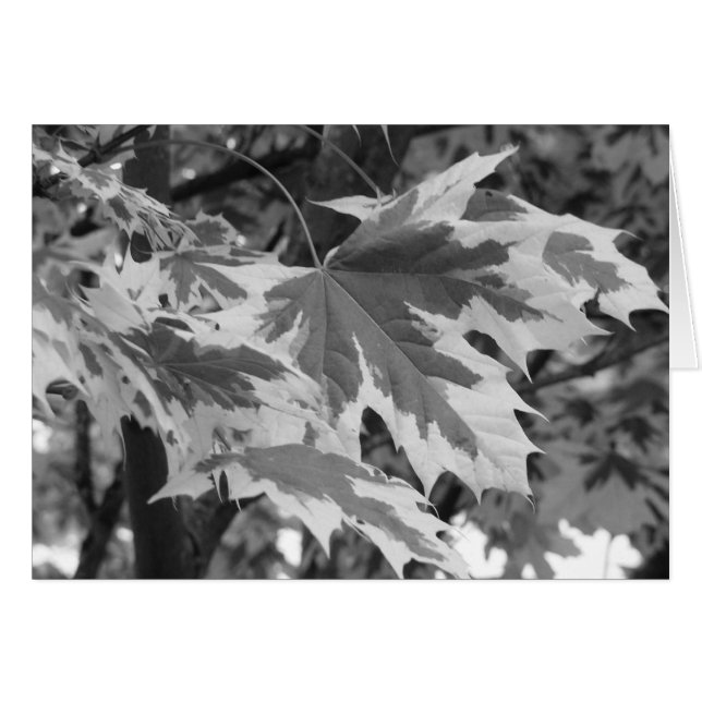 Cartão Folhas em preto e branco (Frente Horizontal)