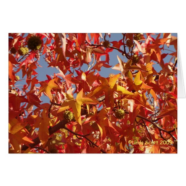 Cartão Folhas líquidas do âmbar (Frente horizontal)