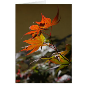 Cartão Folhas na luz solar