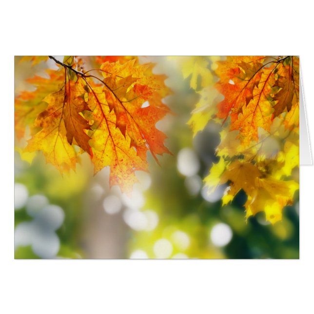 Cartão Folhas nos ramos da floresta do outono (Frente Horizontal)