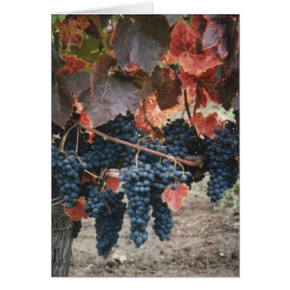 Cartão Folhas & uvas queimadas do vermelho