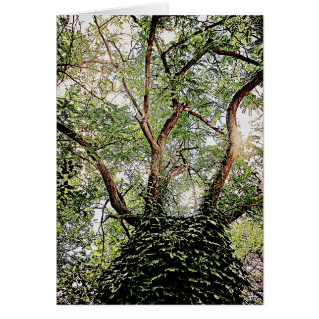 Cartão Folhas verdes por toda a parte (Frente)