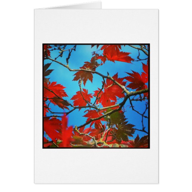 Cartão Folhas vermelhas (Frente)