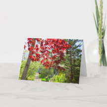 Folhas Vermelhas e Caminho de Martha