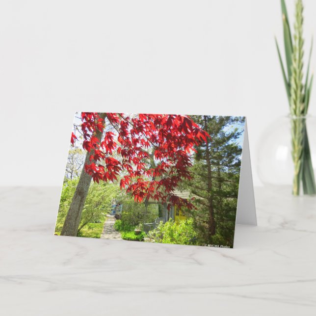 Cartão Folhas Vermelhas e Caminho de Martha (Frente)